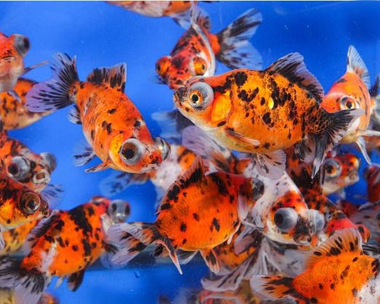 Assorted Moor ~ 5cm - 6cm SPECIAL OFFER